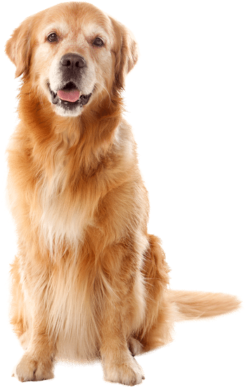 Perrito con juguetes
